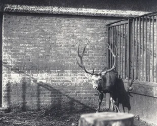 Wallichs Hirsch, auch bekannt als der Shou, Zentralasiatischer oder Tibetischer Rothirsch, im Londoner Zoo, Dezember 1917